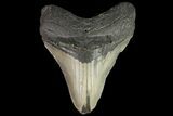 Bargain, Megalodon Tooth - North Carolina #83896-1